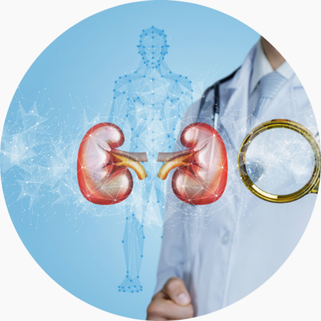 Do Low-Carbohydrate or High-Protein Diets Harm the Kidneys? What the Research Actually Shows