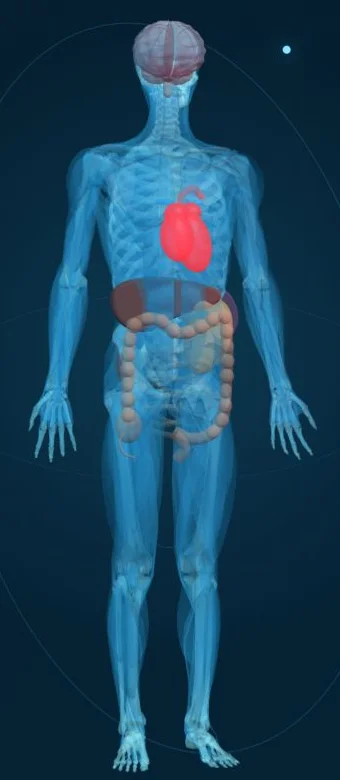 Illustrative 3D anatomical model from Toward Health’s Executive program